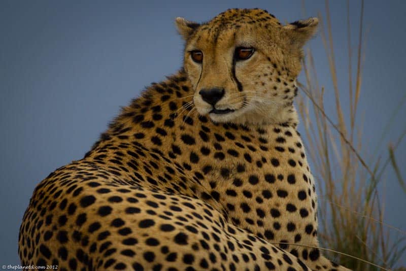 international cheetah day kenya