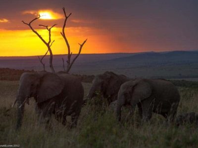 Kenya Safari – The Masai Mara Experience