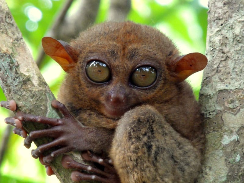 visit the philippines tarsier
